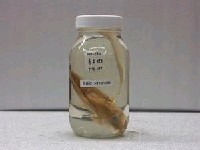 藏品(青石斑魚)的圖片